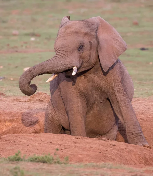 Alert Elephant in a Dirt Furrow — Stock Photo, Image