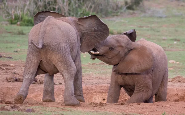 两个年轻的大象朋友打招呼 — 图库照片