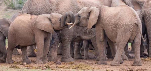 Δύο νέοι ελέφαντες φίλοι χαιρετισμό — Φωτογραφία Αρχείου