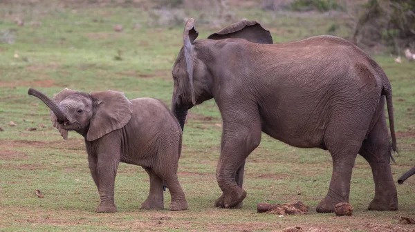 두 젊은 코끼리 친구 — 스톡 사진