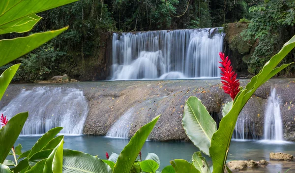 Prachtige watervallen en lrd bloem in Jamaica — Stockfoto