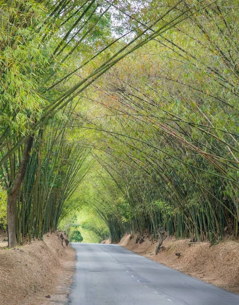 Avenue with road and Bamboo trees — Stock Photo, Image