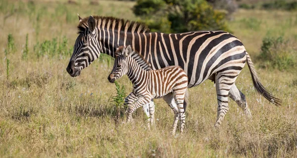 Mor Zebra och hennes föl — Stockfoto