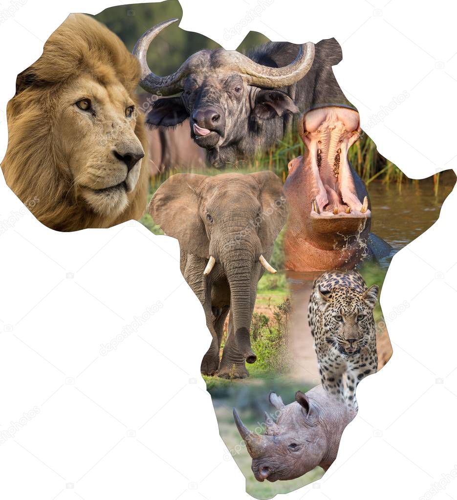 African Wild Mammals in an Africa Collage