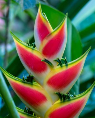 Güzel tropikal Heliconia bitki çiçek