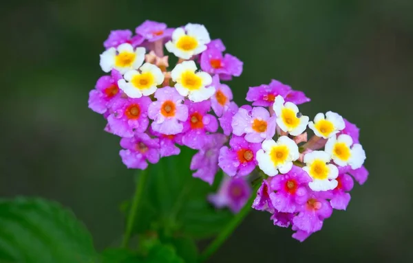 Hübsche lantana camara-blumen in jamaica — Stockfoto