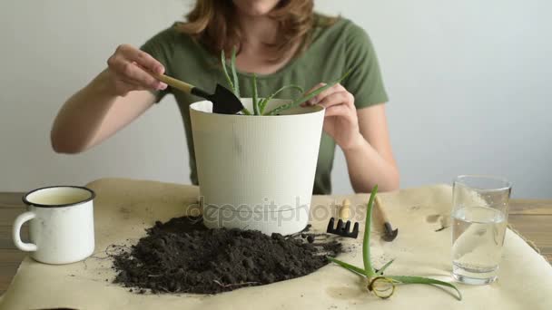 Het toevoegen van vuil in pot met aloe vera — Stockvideo