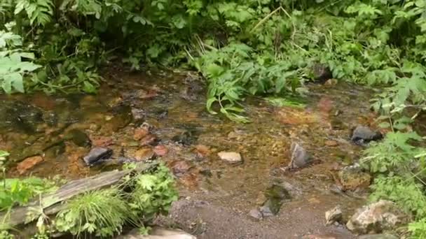 Brook dans une forêt sibérienne estivale 