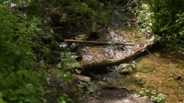Струмок у лісі Сибірський — стокове відео