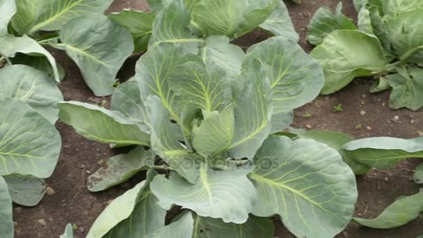 Cabbage growing up in the garden — Stock Video