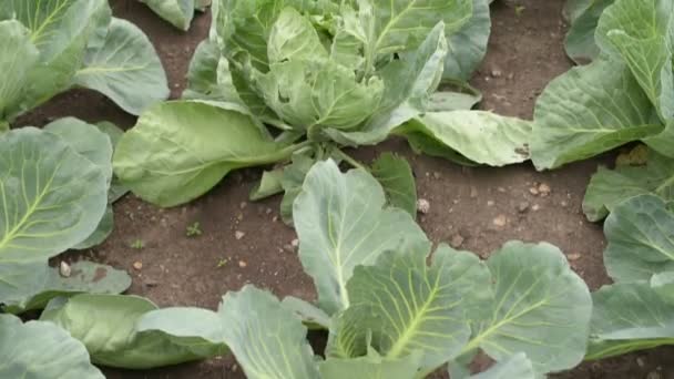 Cultivando coles en un día nublado de verano — Vídeo de stock