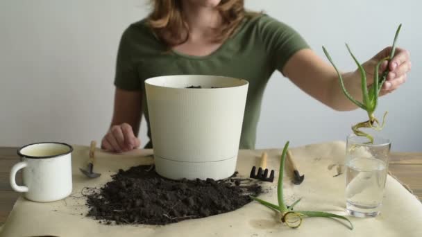Mulher plantando aloe vera — Vídeo de Stock
