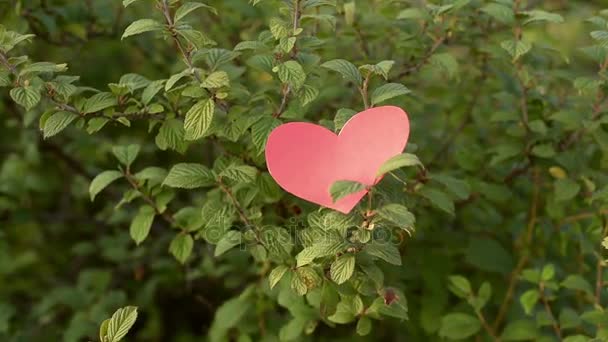 Corazón de papel cayendo de un arbusto — Vídeos de Stock