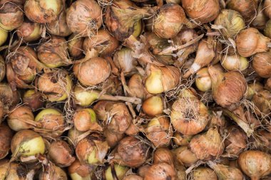 Soğan hasat ile arka plan