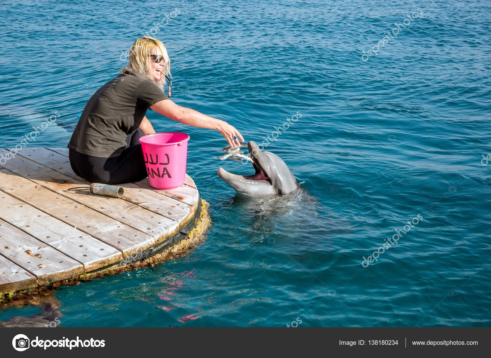 Download Woman Is Feeding A Dolphin On The Beach Dolphin Reef Stock Editorial Photo C Makarenko 138180234
