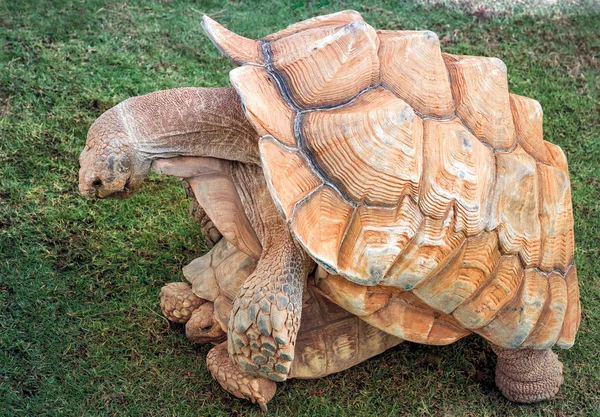 Copulation african spurred tortoise. — Stock Photo, Image