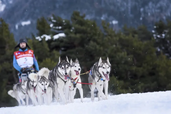 Chiens de traîneau en course de vitesse — Photo