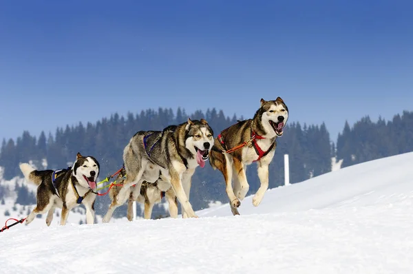 Schlittenhunde im Speed-Rennen — Stockfoto