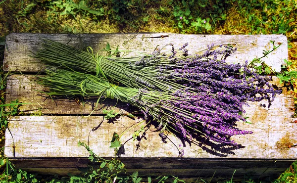 Lavender spirit in France — Stock Photo, Image