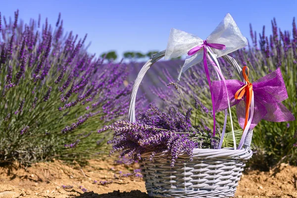 Lavender spirit in summer in France — Stock Photo, Image