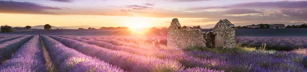 프랑스의 남쪽에서 라벤더 — 스톡 사진