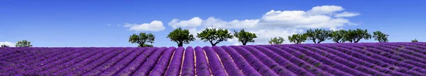 LAVENDER NO SUL DA FRANÇA — Fotografia de Stock