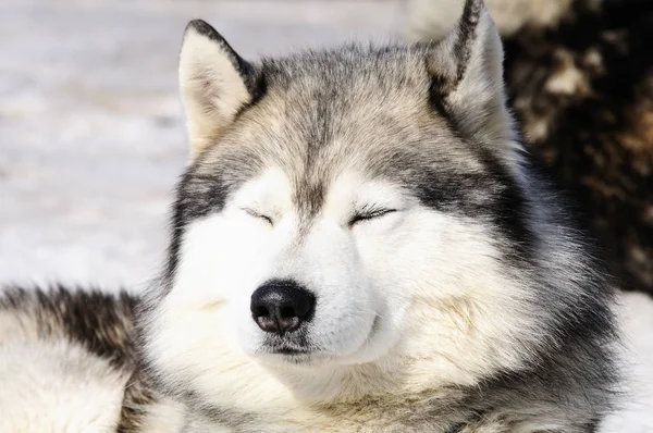 Husky siberiano na neve — Fotografia de Stock