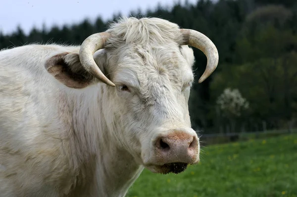 Witte koe in het veld — Stockfoto