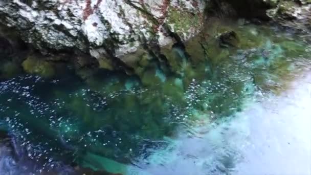 Eau turquoise dans les célèbres cascades de Vintgar en Slovénie, Europe 