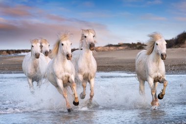 Camargue, Fransa'da beyaz atlar.