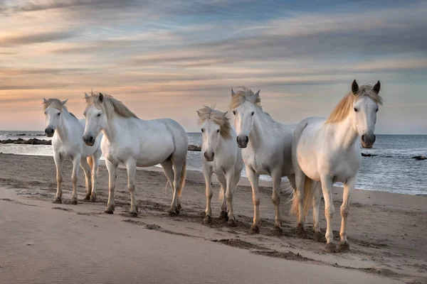 Camargue'deki Atlar — Stok fotoğraf