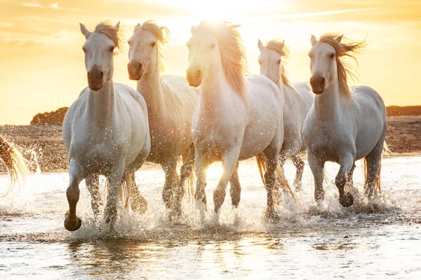 Caballos blancos en Camargue, Francia . — Foto de Stock