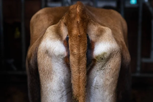 Kühe Rückansicht — Stockfoto