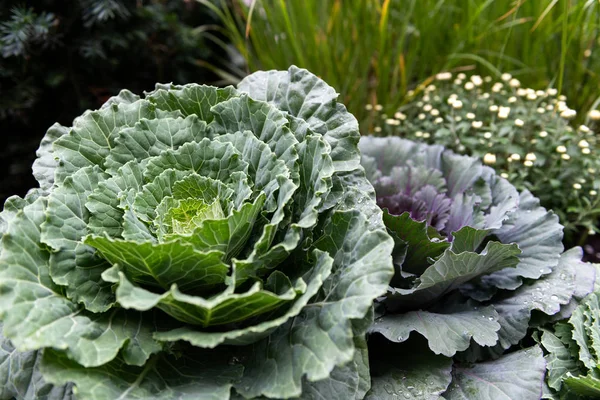 Färsk och smakad kål — Stockfoto