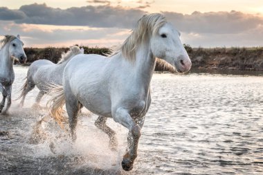 Camargue, Fransa'da beyaz atlar.