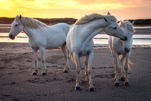 Cavalos brancos estão andando na água por todo o mar em Camar — Fotografia de Stock