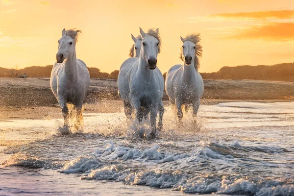 Weiße Pferde in der Camargue, Frankreich. — Stockfoto