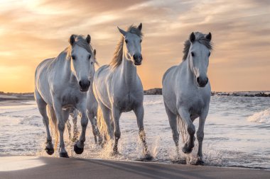 Camargue, Fransa'da beyaz atlar.