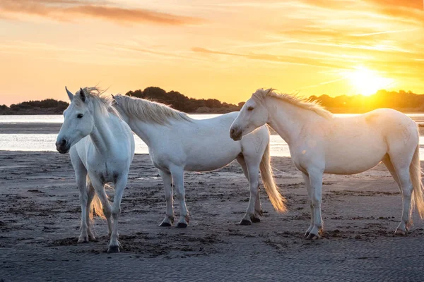 Bílí koně v Camargumentu, Francie. — Stock fotografie