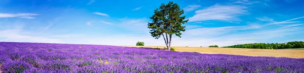 LAVENDER NEL SUD DELLA FRANCIA — Foto Stock