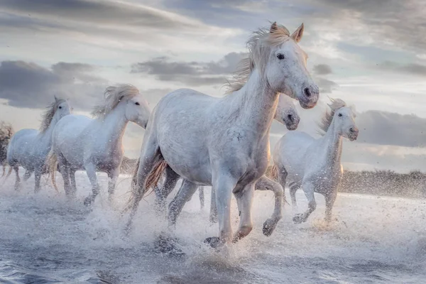 White horses in Camargue, France. — Stock Photo, Image