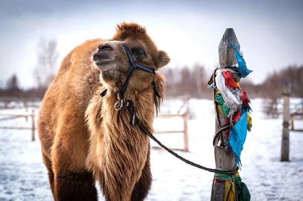 Καμήλα Μοναστήρι Βουδιστών Στη Σιβηρία Χιόνι Χειμώνα — Φωτογραφία Αρχείου
