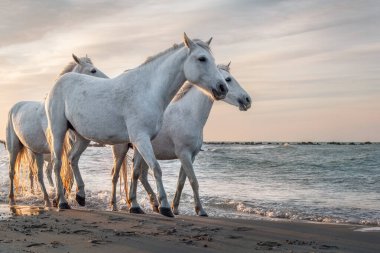 Beyaz atlar Fransa 'nın Camargue şehrinde denizin her yerinde geziyorlar..