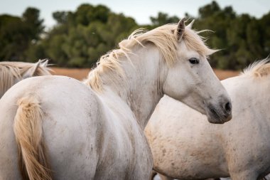 Herd of white horses running through the water. Image taken in Camargue, France. clipart