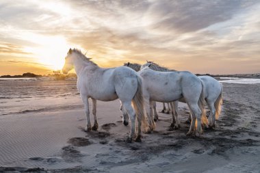 Suda koşan beyaz at sürüsü. Fotoğraf: Camargue, Fransa.