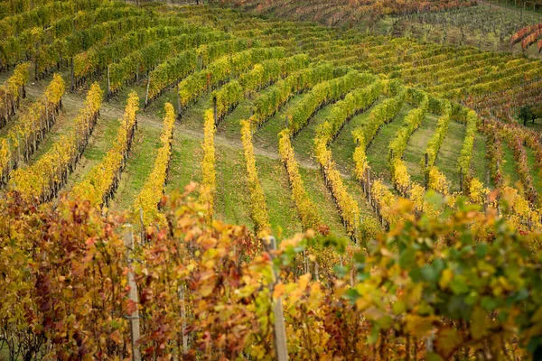 Barevná Podzimní Scenérie Vinohradech Piemontu Itálie — Stock fotografie