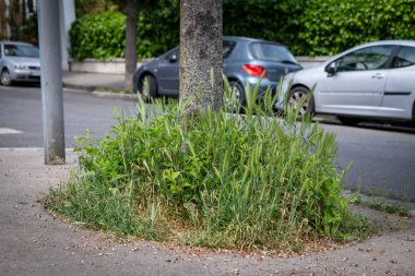 27 / 04 / 2020 LYON, RHONE ALPES AUVERGNE, FRANCE: Doğa, Covid 19 koronavirüs krizi bağlamında muhafaza edildikten sonra kentlerdeki haklarını geri alıyor. Hepsi bitki örtüsünün altında kaybolur..