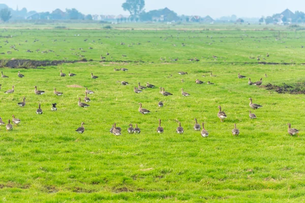 Gansos salvajes en el prado — Foto de Stock