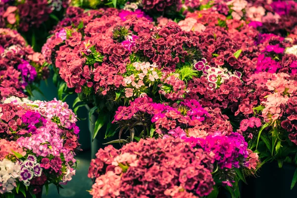 Flores de clavel en el mercado — Foto de Stock