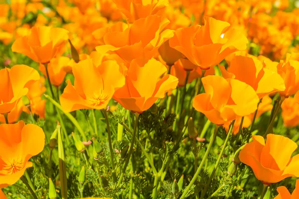 Orange poppies in meadow — Stock Photo, Image